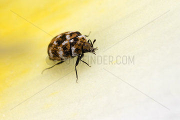 Varied Carpet Beetle on flower - Alsace France