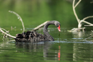 Black swan (Cygnus atratus) on a pond  Alsace  France. Livestock specimen that came back to wildness
