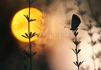 Butterfly silhouette at sunset  Spain