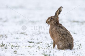 Brown Hare sitting in a meadow covered by snow - GB