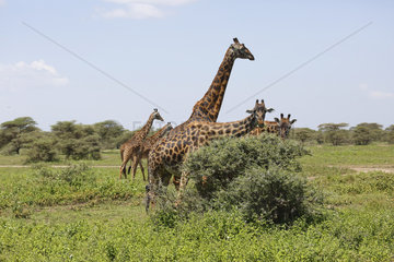 Giraffes eating in savanna - Serengeti Tanzania
