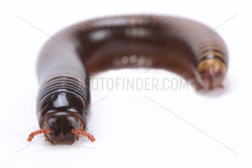 Chocolate millipede (Pelmatojulus ligulatus) on white background