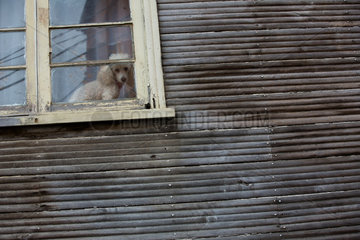 Poodle behind a window - Valparaiso Chile