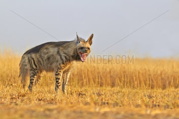 Striped Hyena in the savannah - Blackbuck NP India