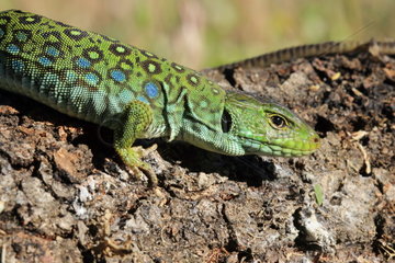 Portrait of Ocellated lizard (Timon lepidus)  Spain