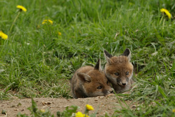 Red fox (Vulpes vulpes) young at the exit of the burrow in meadow  Ardenne  Belgium