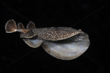 Panther electric ray (Torpedo panthera) on black background  Indian Ocean  Mayotte