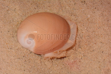 Eggwhite Moon Snail on sand - New Caledonia