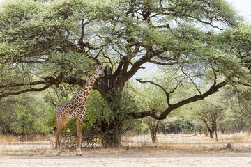 Masai Giraffe in the savannah - Lake Magadi Kenya