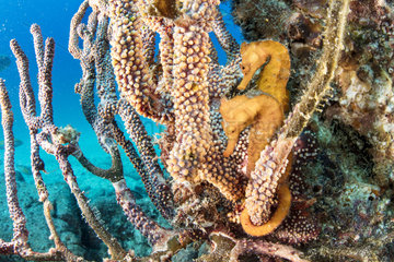 Couple of Pacific seahorse (Hippocampus ingens) Salvatierra wreck diving place  Sea of Cortez  Baja California  Mexico  East Pacific Ocean