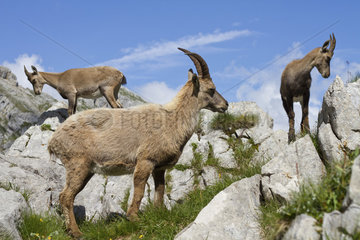 Ibex (Capra ibex) females on rocks  France