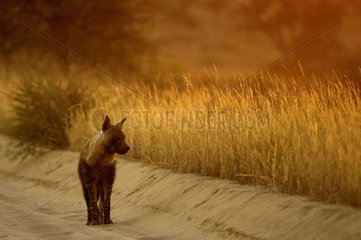 Brown hyena (Parahyaena brunnea) at sunset in the Kalahari Desert  Kgalagad Transfrontier Park  North Cape  South Africa
