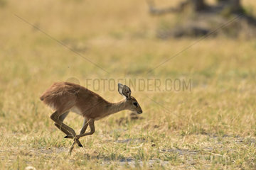 Springbok running in the savannah - Savuti Botswana