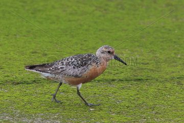 Red Knot (Calidris canutus) walking  Azores  Portugal