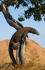 Komodo dragon climbed a tree. Very rare picture. Indonesia. Komodo