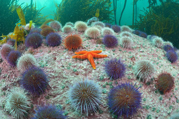 Starfish and Sea Urchins - False Bay South Africa