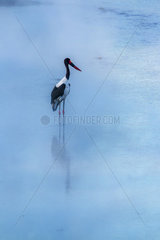 Saddle-billed stork (Ephippiorhynchus senegalensis) in water  Kruger National park  South Africa