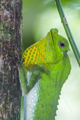 Portrait of Hump-nosed Lizard (Lyriocephalus scutatus)i  Sinharaja forest reserve  Sri Lanka