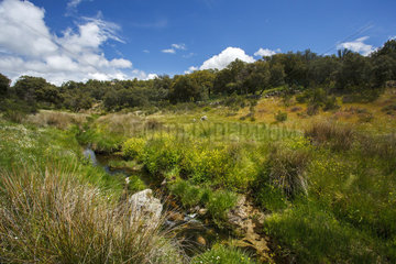 River in the scrubland - Cuenca Alta del Manzanares Spain