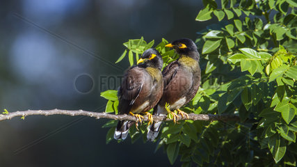 Common mynah (Acridotheres tristis) on a branch  Ella  Uva province  Sri Lanka