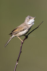 Common Whitethroat (Sylvia communis) on a branch  Guadarrama National Park  Spain
