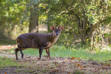 Muntjac deer (Muntiacus reeves) Male deer standing in a clearing at sunrise  England Autumn