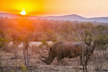 Southern white rhinoceros (Ceratotherium simum simum) at dusk  Kruger National Park  South Africa