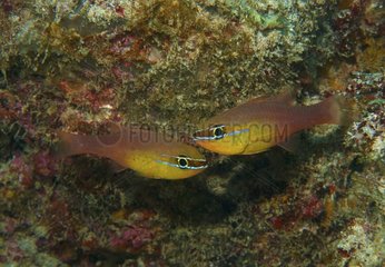 Goldbelly cardinalfish (Ostorhinchus apogonides) in reef  Flic-en-flac  Maurice island  Indian Ocean
