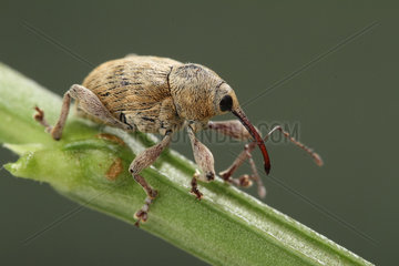 Acorn Weevil (Curculio venosus) on a stem  Alsace  France