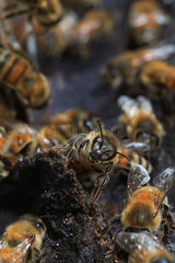 Honey bee (Apis mellifera) - Propolis is malleable and very sticky when warm. It becomes very hard and easily breaks when cold. Bees produce it with sap they collect on buds.