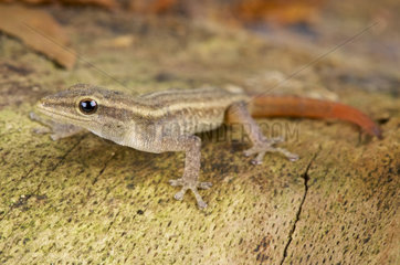Red-tailed dwarf gecko (Lygodactylus scheffleri)  Tanzania
