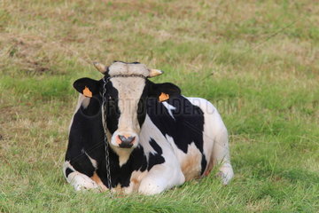 Cow Prim'Holstein lying in the meadow