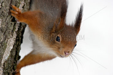 Red squirrel (Sciurus vulgaris) head down on a trunk  Ardenne  Belgium