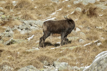 Ermine (Mustela erminea) in winter coat running near an Alpine Chamois (Rupicapra rupicapra)  Mercantour  Alpes  France