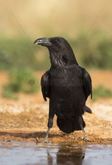 Raven standing near a water hole at spring - Spain