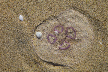Jellyfish on sand - Luskentyre Banks Lewis island Scotland