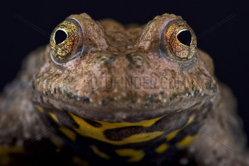 Yunnan fire-bellied toad (Bombina maxima)