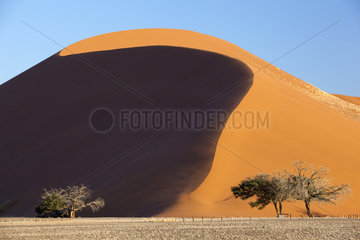 Sand Dune - Dead Vlei Namib Desert Namibia