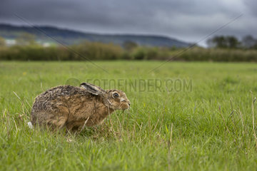 Brown Hare laying in a meadow at spring - GB