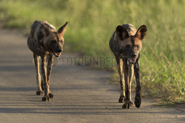 frican Wild Dog (Lycaon pictus) walkinf on road at sunrise  Kruger  South Africa