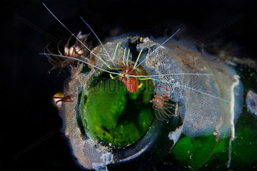 A small cleaner shrimp (Lysmatella prima) in his new home. Lembeh Indonesia