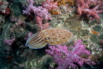 Broadclub cuttlefish on the reef - Thailand