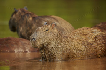 Capybaras resting in the water - Brazil Pantanal