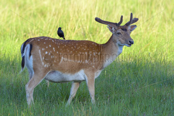 Fallow Deer (Dama dama) with Starling on his Back  Hesse  Germany  Europe