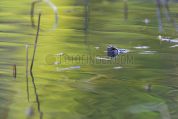 European frog (Rana temporaria) in its aquatic environment  Lac du Jura  France