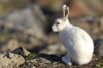 Arctic hare in the tundra - Greenland