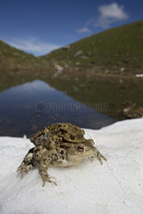Common toad (Bufo bufo)  couple on snow near a small mountain lake  Friborg Alps  Switzerland.