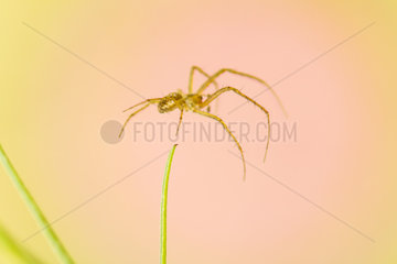 Spider suspended - Alsace France