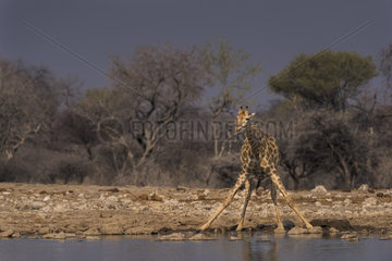 Giraffe (Giraffa camelopardalis) drinking  Namibia  Etosha National Park