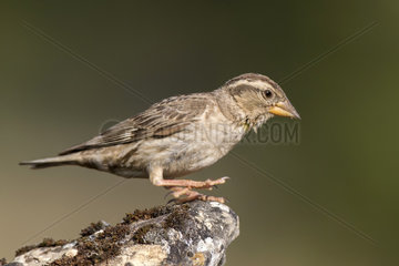 Rock sparrow (Petronia petronia)on rock  Segovia  Spain
